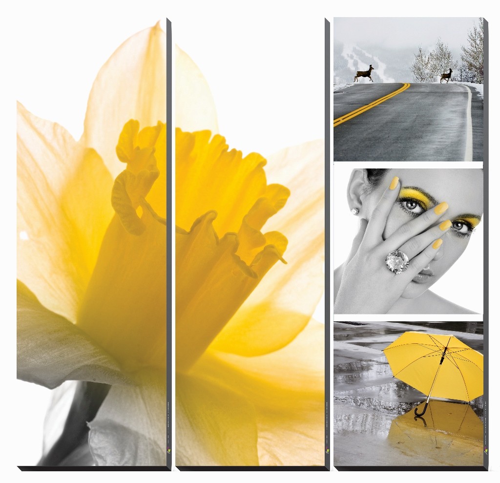 FRESH DAFFODIL - Canvas Murals