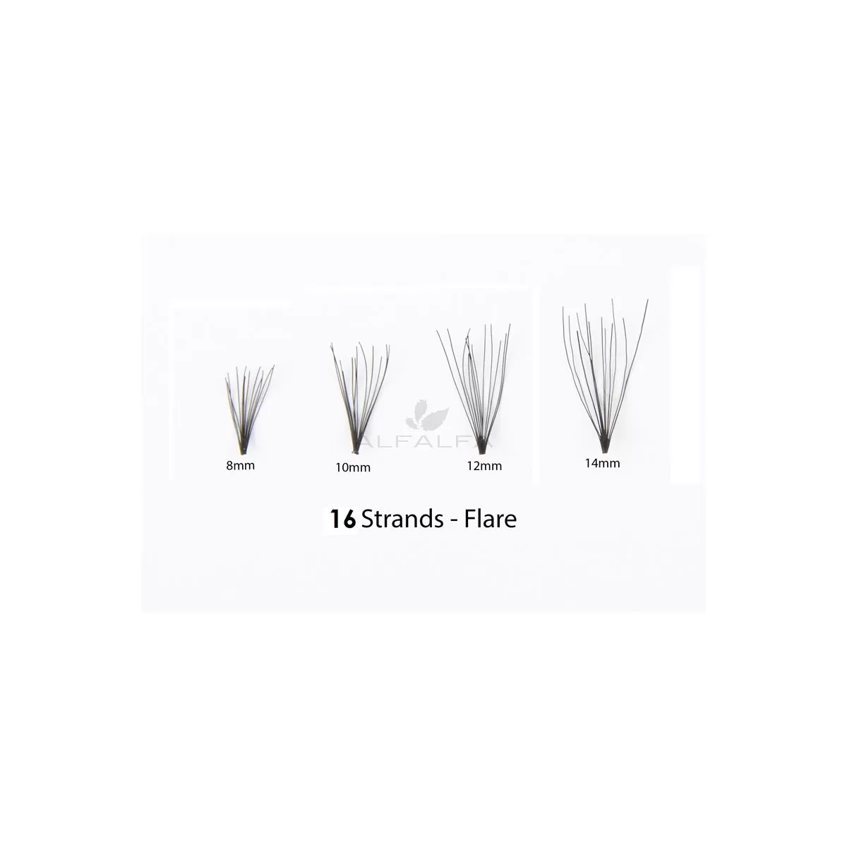 #1 Eyelash Flare Jar 12MM -16 Long