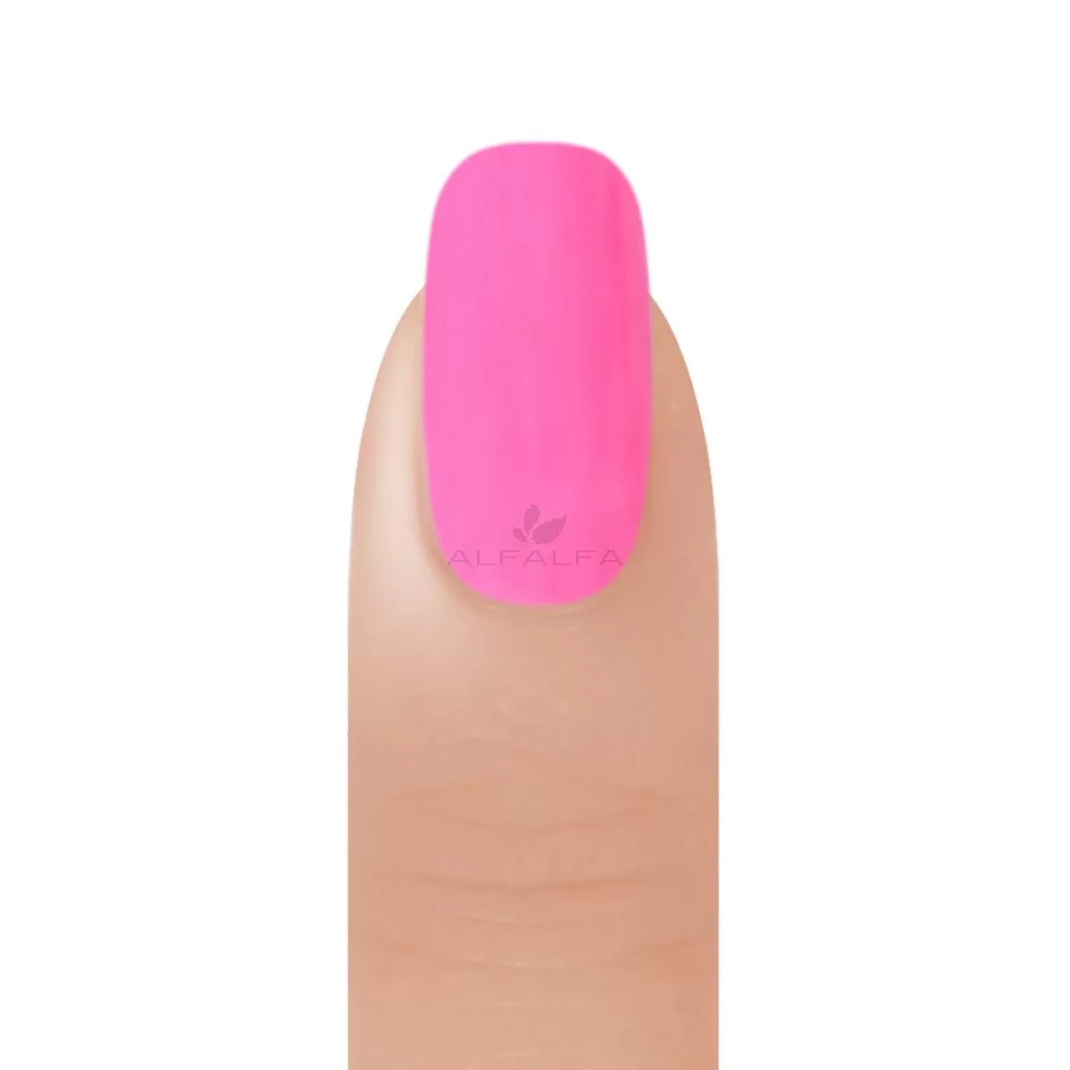 BangBang Pastel Paradise Powder Collection 