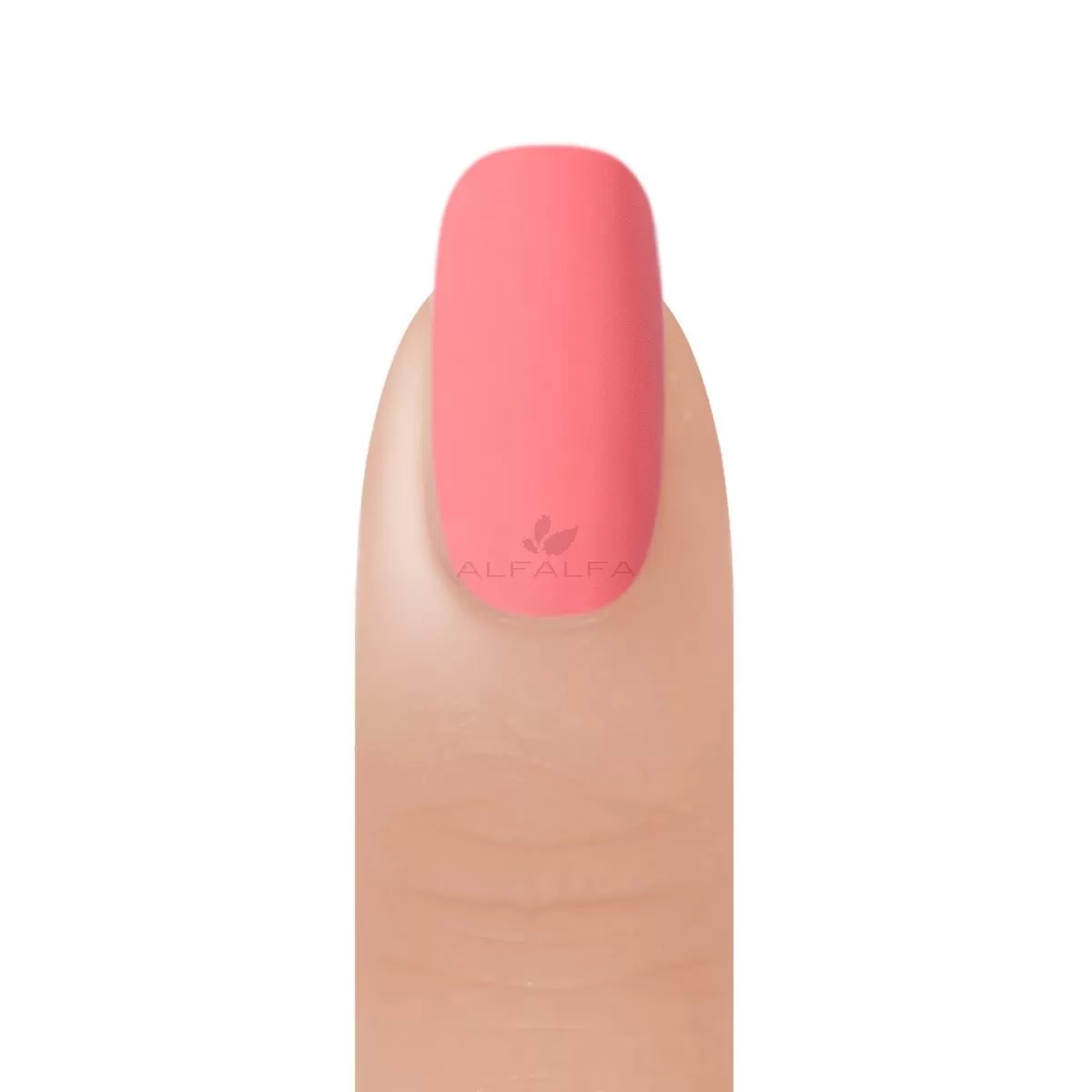 BangBang Pastel Paradise Powder Collection 